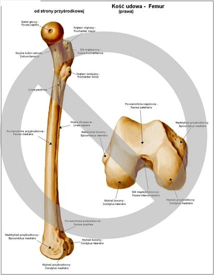 Anatomia - Kość udowa2.jpg