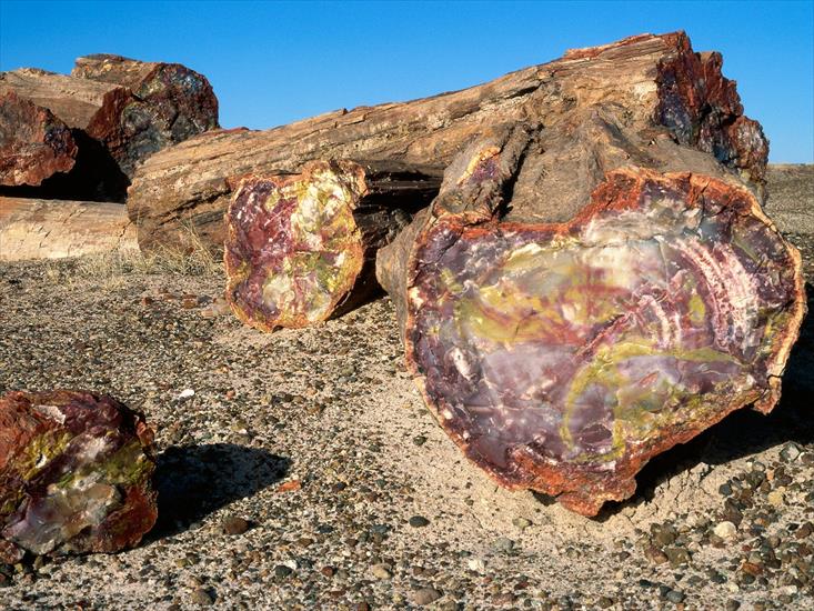 Galeria - Petrified-Forest-National-Park,-Arizona.jpg