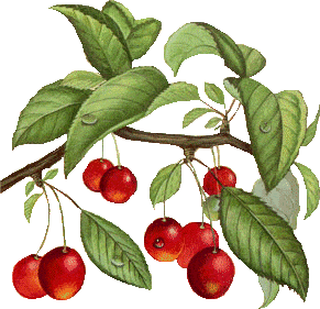 Owoce1 - fruit35.gif
