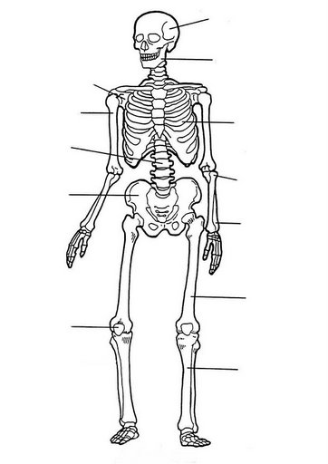 części ciała, zmysły - esqueleto-323.jpg