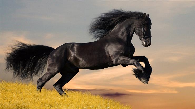 Najlepsze Tapety FullHD - black_stallion-1920x1080.jpg