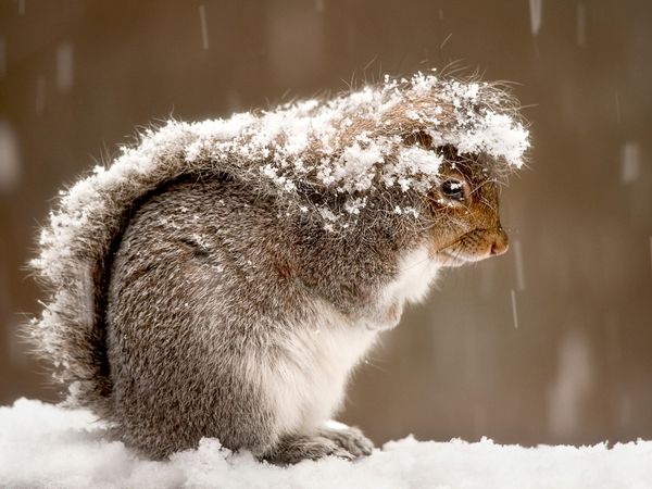 Imprimatur_Secretum - squirrel-snow-storm_47916_600x4501.jpg