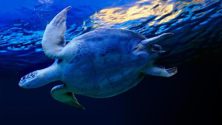 Najlepsze Tapety FullHD - swimming_sea_turtle-1920x1080.jpg