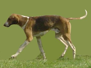 Rasy psów - Foxhound angielski.jpg