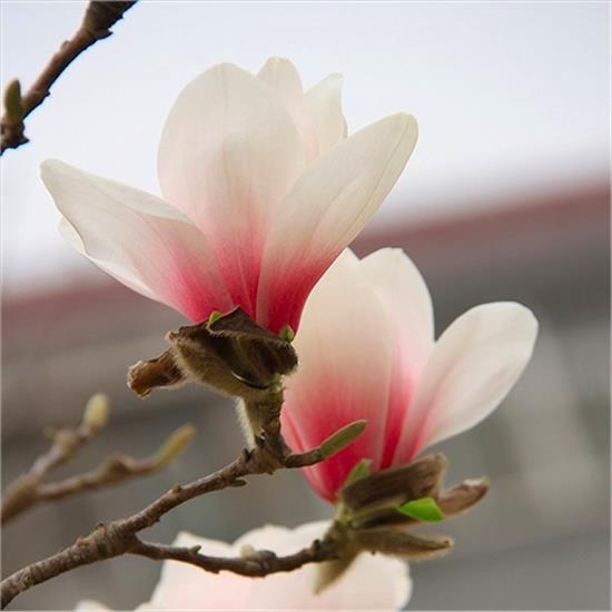 Magnolie  - Magnolia New Pink.jpg