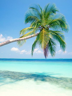 Różne - tropicalislandmaldives1600x120.jpg