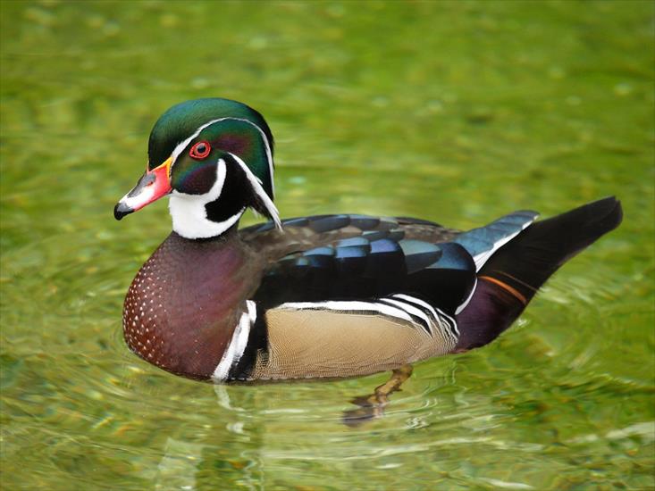 PTAKI - Wood Duck.jpg