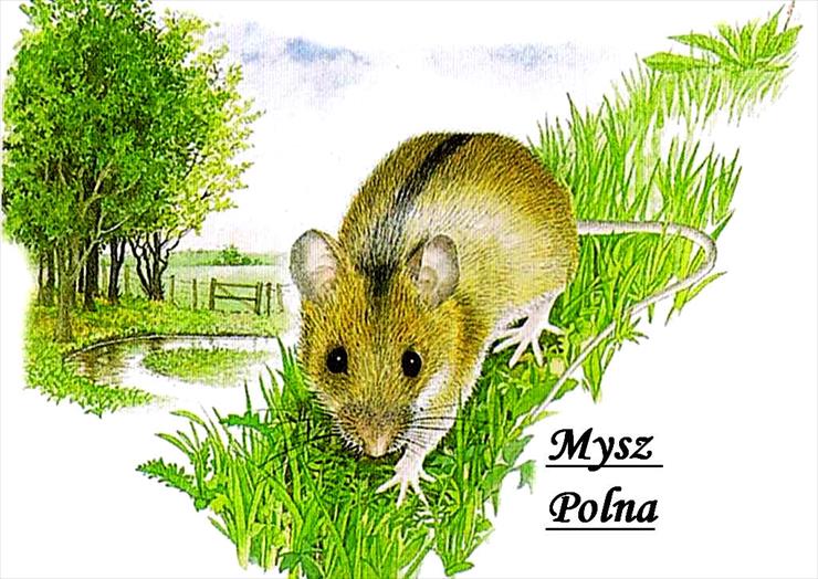zwierzeta z podpisami obrazki ilustracje - Mysz Polna a1.jpg