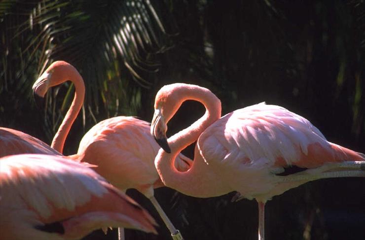 flamingi - flamingi.JPG