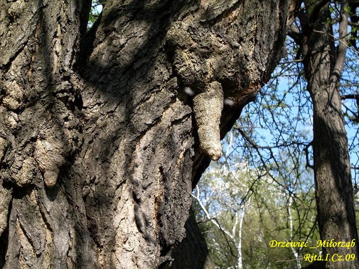 Seksowna przyroda - IS_Drzewiec z oczami.jpg