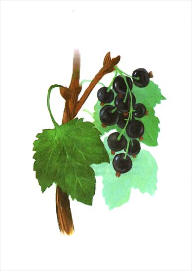 Grzyby, owoce lasu i sadu - 09 Czarna porzeczka.jpg