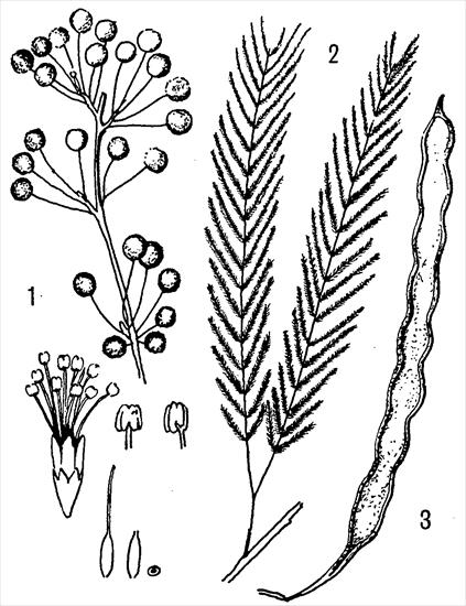 Grzyby i rośliny ... - Anadenanthera Peregrina, Piptadenia Peregrina DMT, 5-MeO-DMT, bufotenina.gif