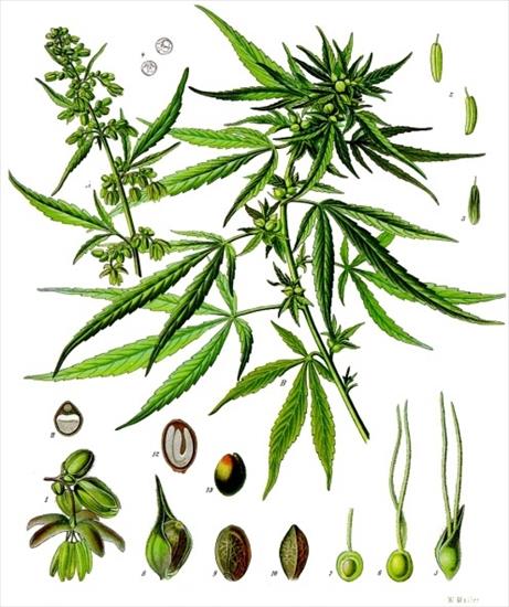 zioła - ilustracje - Cannabis Sativa - Konopie siewne Kanabinoidy THC, CBN, CBD.jpg