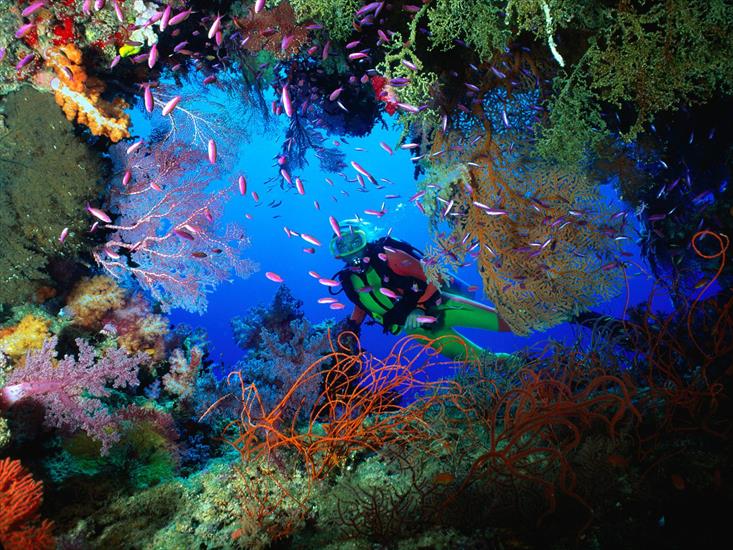 Wodny Świat - Soft Coral Embellished Cave, Fiji.jpg