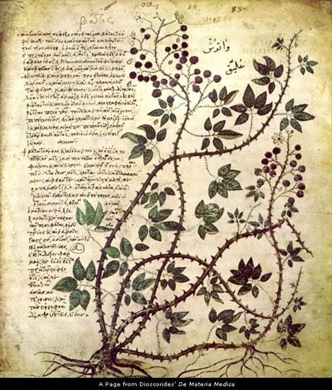 Różne - De Materia Medica - Rubus fruticosus.jpg