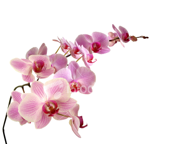 Ozdobniki - pink-orchids.png