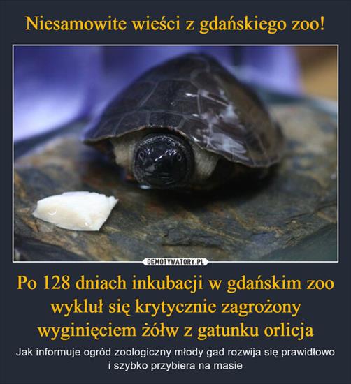 Demotywatory, Wiocha i Inne1 - Żółw z Gatunku Orlicja.jpg